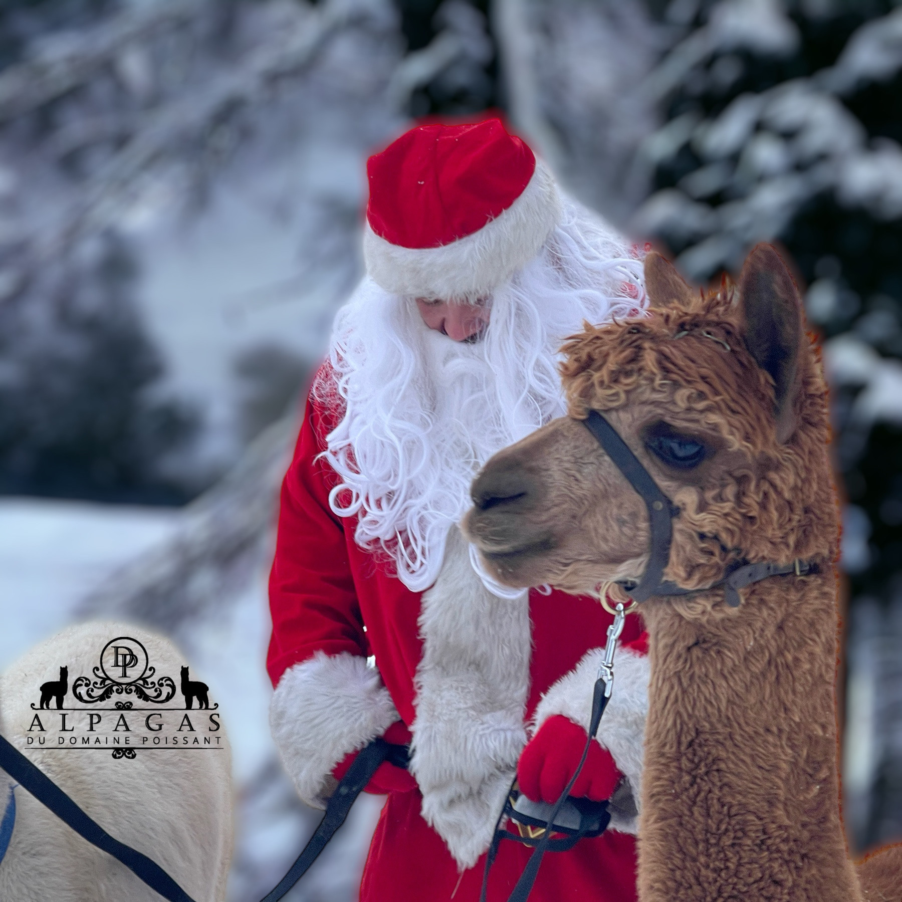 Le Père Noël avec un alpaga, photo portant le logo du Domaine Poissant.
